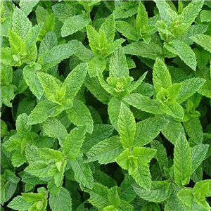 Herb Mint - Tashkent (Mentha Spicata 'Tashkent')